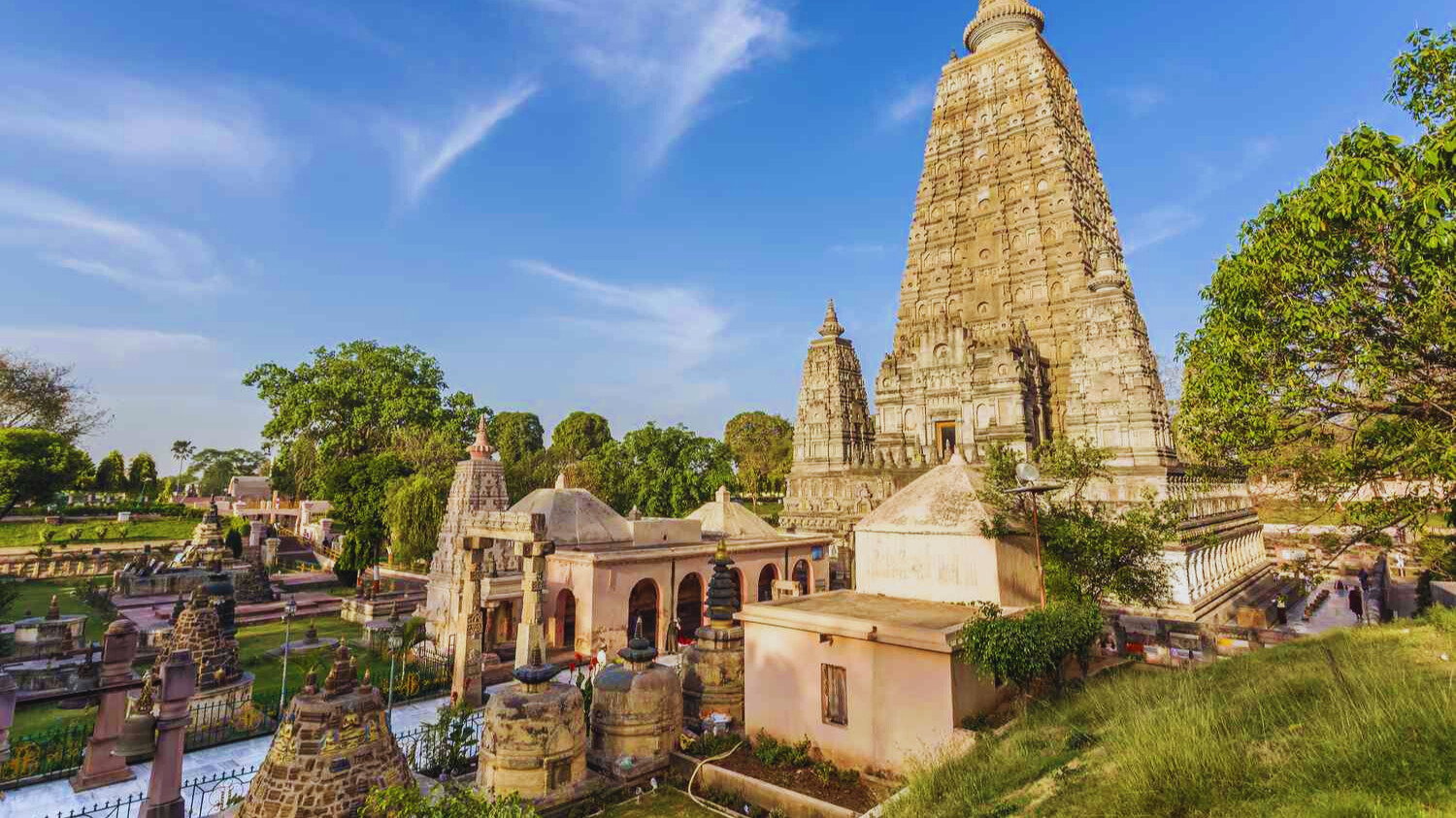 菩提迦耶的菩提樹